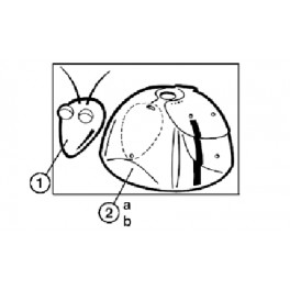 Tête complète avec yeux antennes